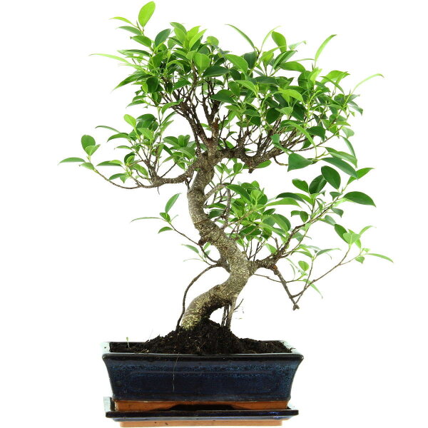 Ficus, Higuera de Banyan, Bonsai, 11 años, 48cm