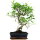 Ficus, Bonsai, 11 ans, 48cm