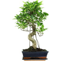 Ficus, Fig tree, Bonsai, 11 years, 53cm