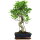 Ficus, Bonsai, 11 ans, 53cm