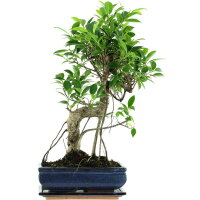 Ficus, Fig tree, Bonsai, 11 years, 51cm