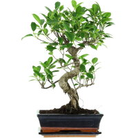 Banyanfeige, Bonsai, 11 Jahre, 49cm