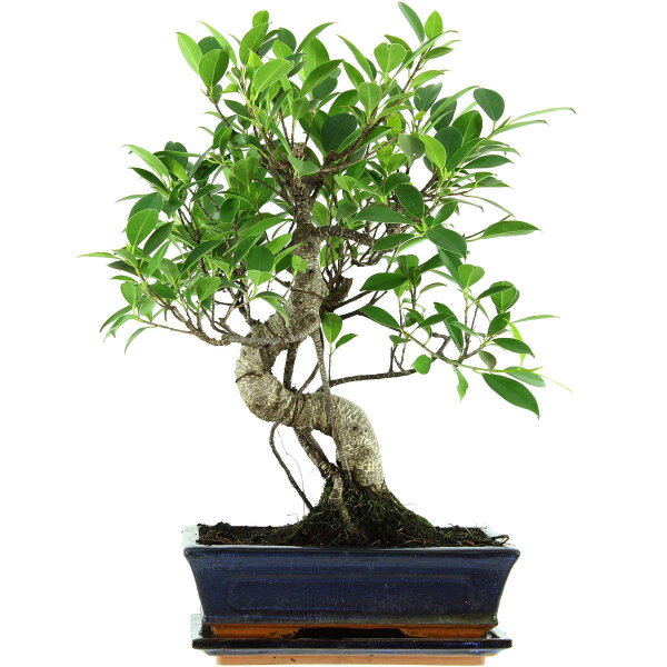 Ficus, Fig tree, Bonsai, 11 years, 45cm