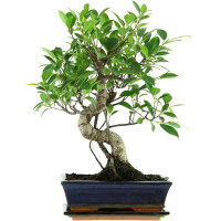 Ficus, Bonsai, 11 ans, 45cm