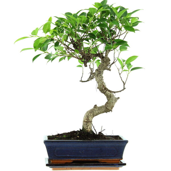 Ficus, Bonsai, 11 ans, 49cm