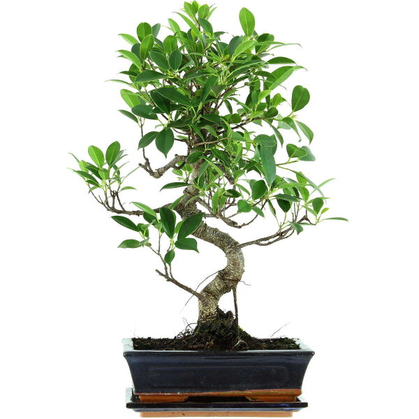 Ficus, Bonsai, 11 letnie, 52cm