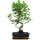 Ficus, Bonsai, 11 ans, 52cm