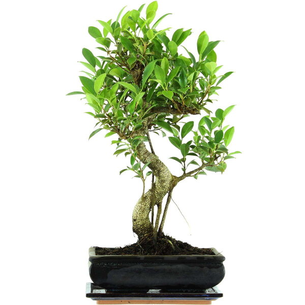 Fico, Ficus, Bonsai, 11 anni, 50cm