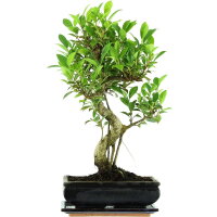 Ficus, Higuera de Banyan, Bonsai, 11 a&ntilde;os, 50cm