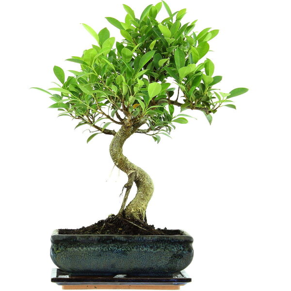 Ficus, Bonsai, 11 letnie, 47cm