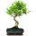 Fico, Ficus, Bonsai, 11 anni, 47cm