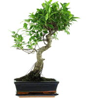 Ficus, Higuera de Banyan, Bonsai, 11 a&ntilde;os, 51cm