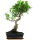 Ficus, Fig tree, Bonsai, 11 years, 51cm