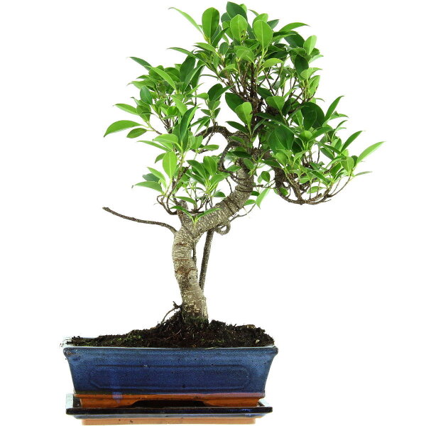 Ficus, Bonsai, 11 ans, 45cm