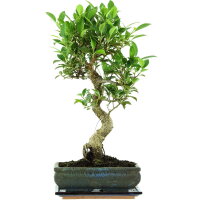 Ficus, Higuera de Banyan, Bonsai, 11 años, 50cm