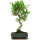 Fico, Ficus, Bonsai, 11 anni, 50cm