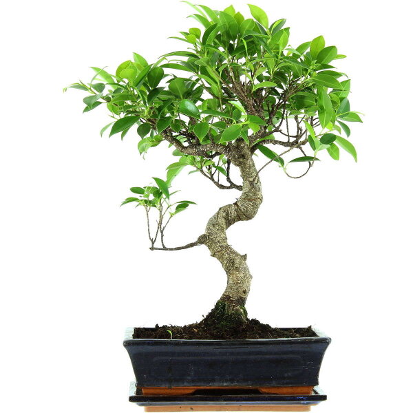 Ficus, Bonsai, 11 ans, 47cm