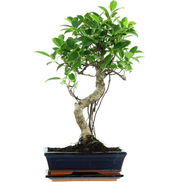 Banyanfeige, Bonsai, 11 Jahre, 54cm