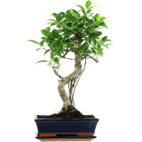 Fico, Ficus, Bonsai, 11 anni, 54cm