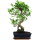 Ficus, Fig tree, Bonsai, 11 years, 50cm