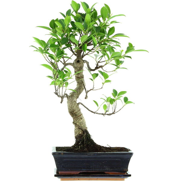 Fico, Ficus, Bonsai, 11 anni, 54cm