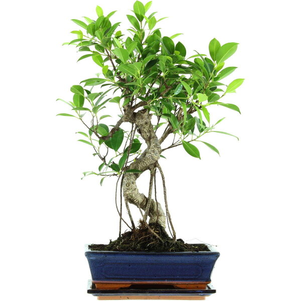 Banyanfeige, Bonsai, 11 Jahre, 53cm