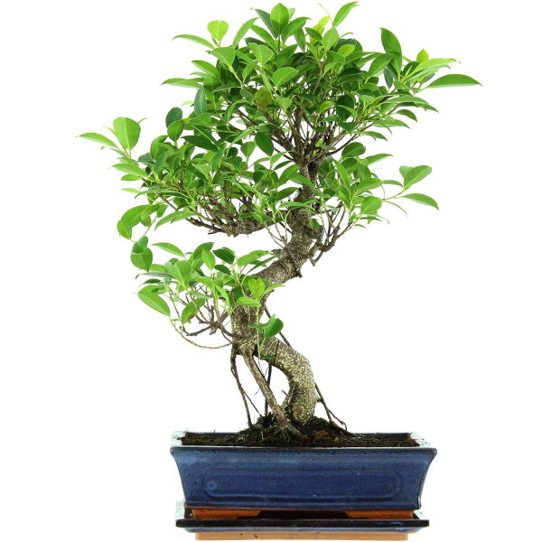 Fico, Ficus, Bonsai, 11 anni, 50cm