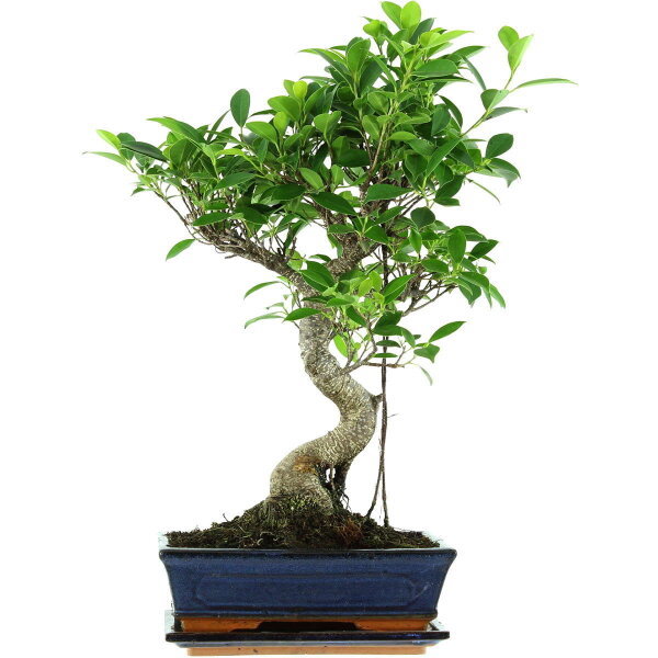 Ficus, Bonsai, 11 ans, 54cm