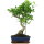 Ficus, Fig tree, Bonsai, 11 years, 54cm