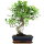 Ficus, Fig tree, Bonsai, 11 years, 48cm