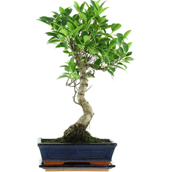 Ficus, Higuera de Banyan, Bonsai, 11 años, 51cm