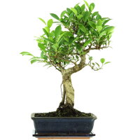 Ficus, Fig tree, Bonsai, 11 years, 50cm