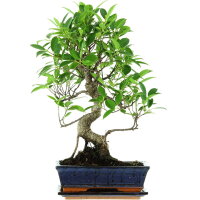 Ficus, Bonsai, 11 letnie, 50cm