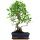 Fico, Ficus, Bonsai, 11 anni, 50cm