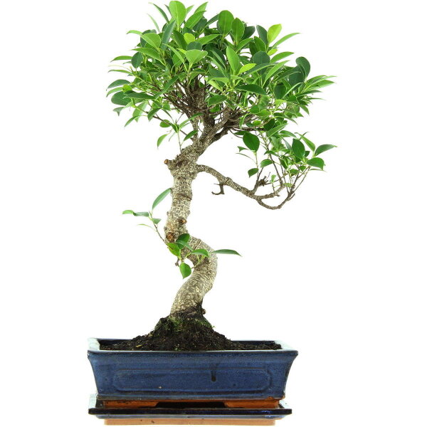 Ficus, Bonsai, 11 letnie, 48cm