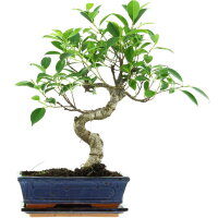 Ficus, Higuera de Banyan, Bonsai, 11 a&ntilde;os, 47cm