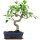 Ficus, Fig tree, Bonsai, 11 years, 47cm