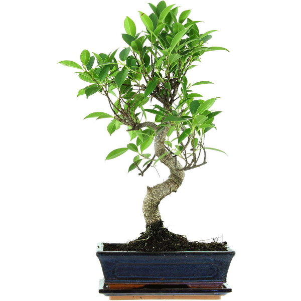 Ficus, Bonsai, 11 ans, 52cm