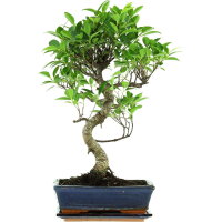 Ficus, Bonsai, 11 ans, 53cm