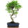 Fico, Ficus, Bonsai, 11 anni, 53cm