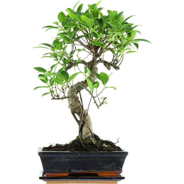 Ficus, Bonsai, 11 ans, 50cm