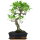 Fico, Ficus, Bonsai, 11 anni, 50cm