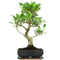 Ficus, Fig tree, Bonsai, 11 years, 51cm