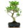 Ficus, Fig tree, Bonsai, 11 years, 51cm