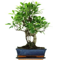 Ficus, Bonsai, 11 letnie, 45cm