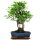 Ficus, Fig tree, Bonsai, 11 years, 45cm