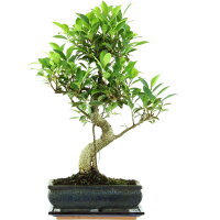 Ficus, Higuera de Banyan, Bonsai, 11 a&ntilde;os, 52cm