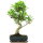 Ficus, Fig tree, Bonsai, 11 years, 52cm