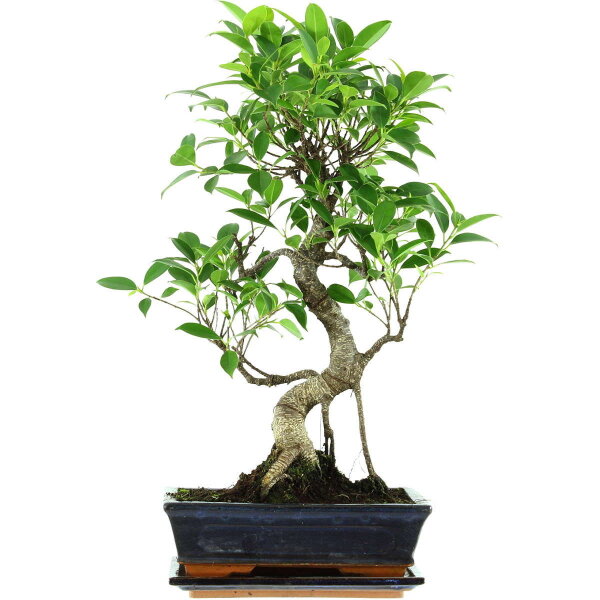 Banyanfeige, Bonsai, 11 Jahre, 54cm