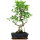 Ficus, Fig tree, Bonsai, 11 years, 54cm